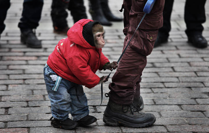 Monkey in city