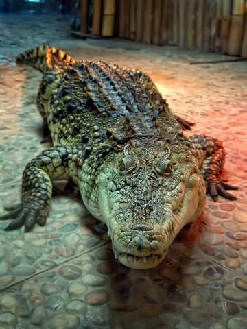 Крокодил