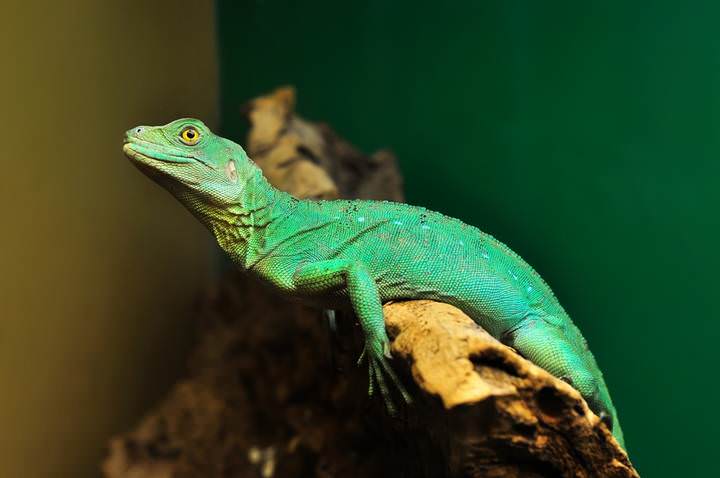 Позирует 