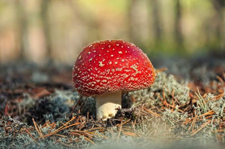 Мухомор