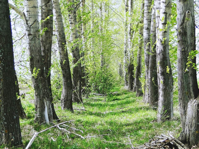 аллея