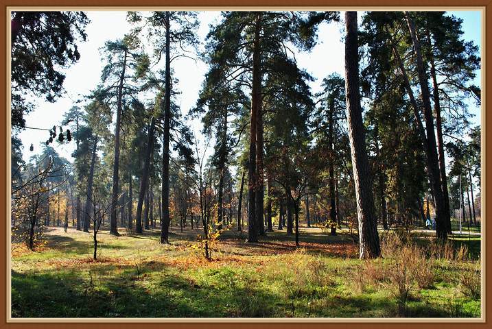 Шишкин №2 - DSC_0037-3_Fotor_20131104-м