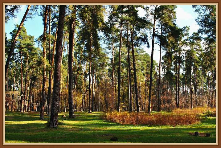 Шишкин №1 - DSC_0069-3_Fotor_20131104-м