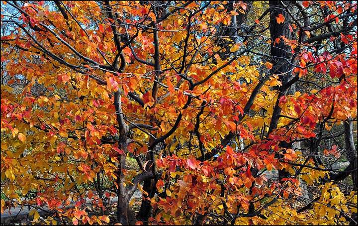 DSC_0225-4