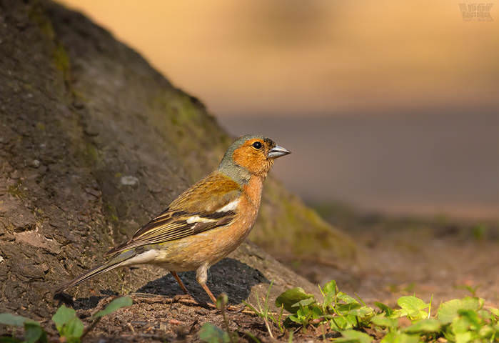 попутчики