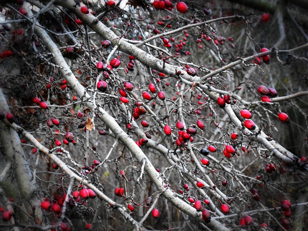 Зима. Кизиловое дерево