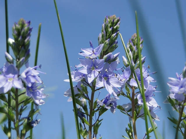 blue