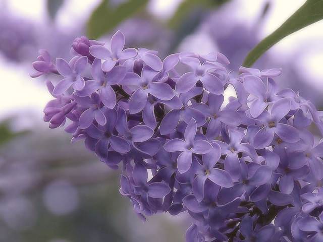Весенняя пастель.