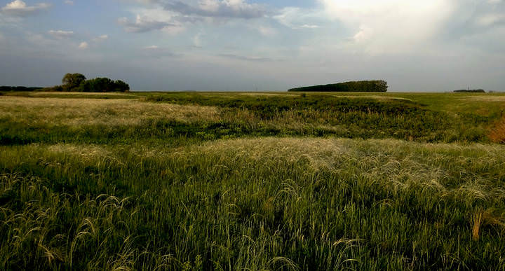 ковыль