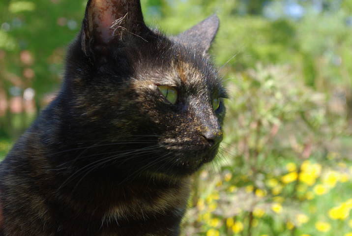 Кошка