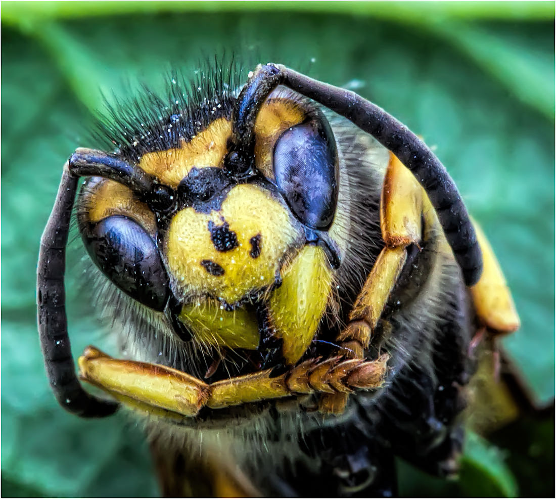 Портрет лесной осы