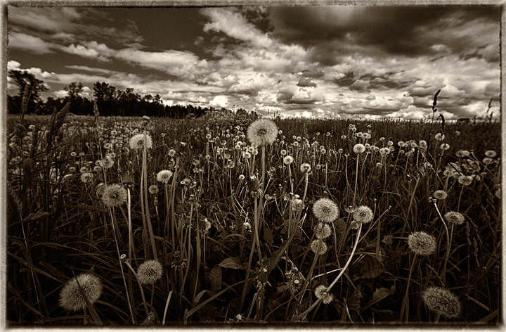 dandelion