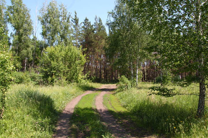 МАЙСКАЯ ДОРОЖКА