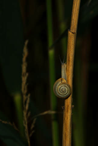 DSC_4017