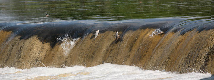 flying fish