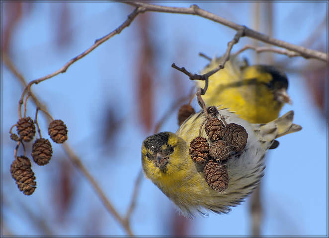 Чижики