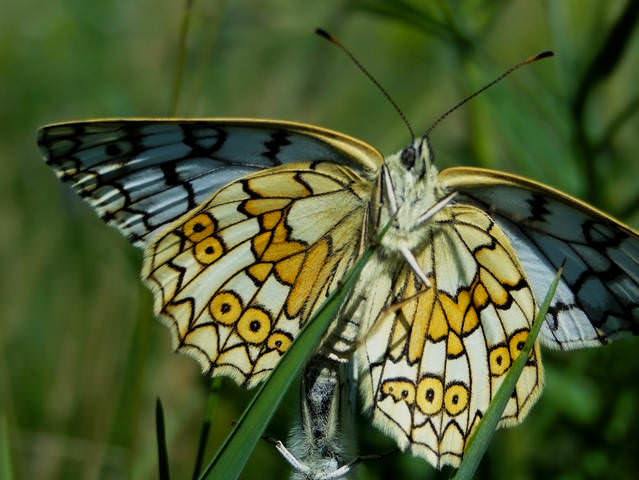Melanargia russiae - Бархатница русская