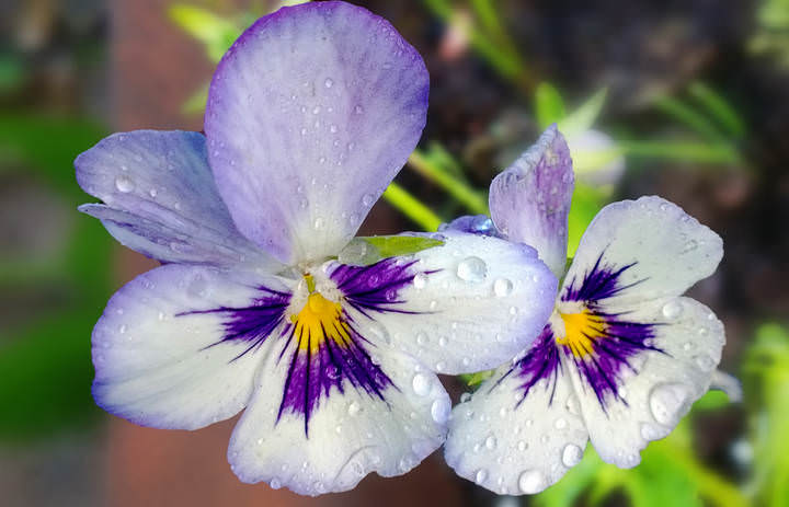 WP_20140613_21_42_46_Pro__highres---Анютины глазки