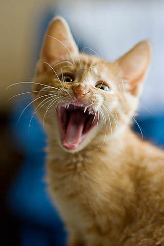 "Мяу!!!"