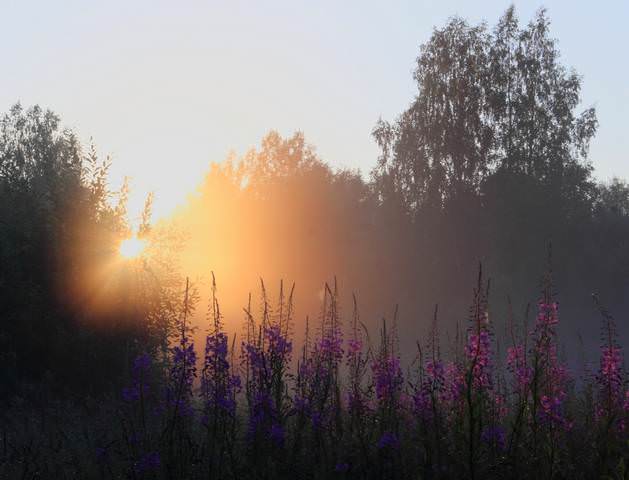 В вечернем свете