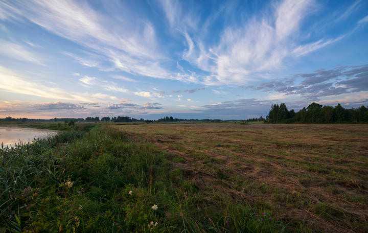 morning meadows