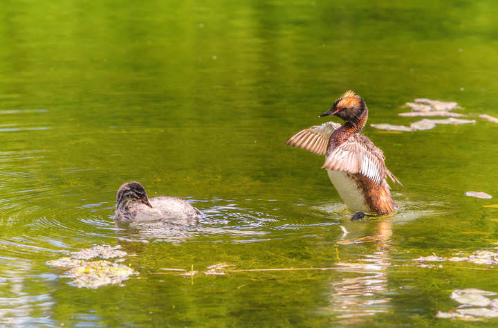 красношейная поганка (Podiceps auritus)