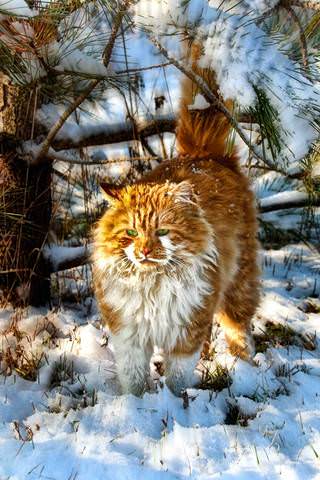 Cat