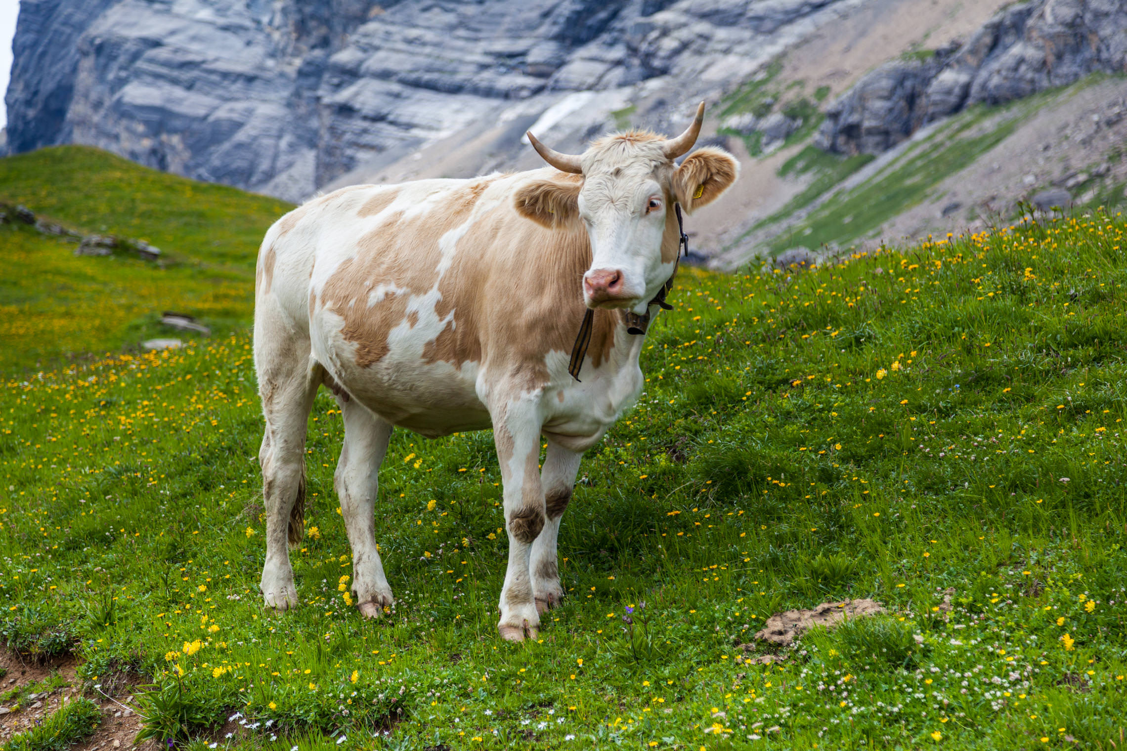 Швейцарские коровки