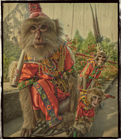 monkey army