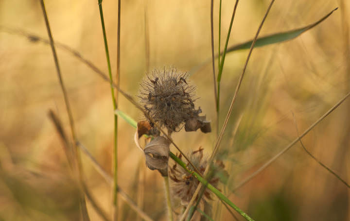 DSC_4272_1