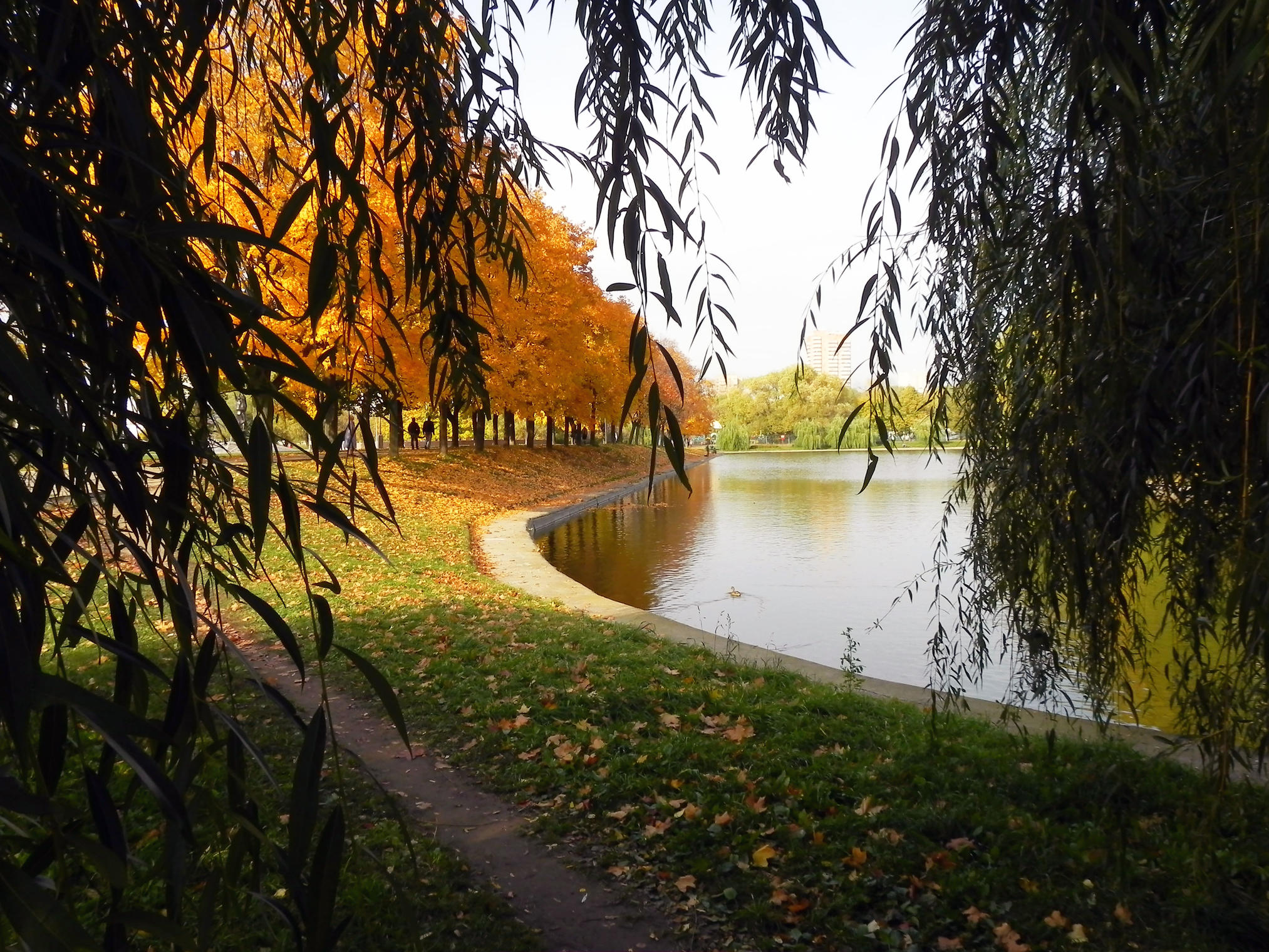 Осенняя Ива Нижний парк