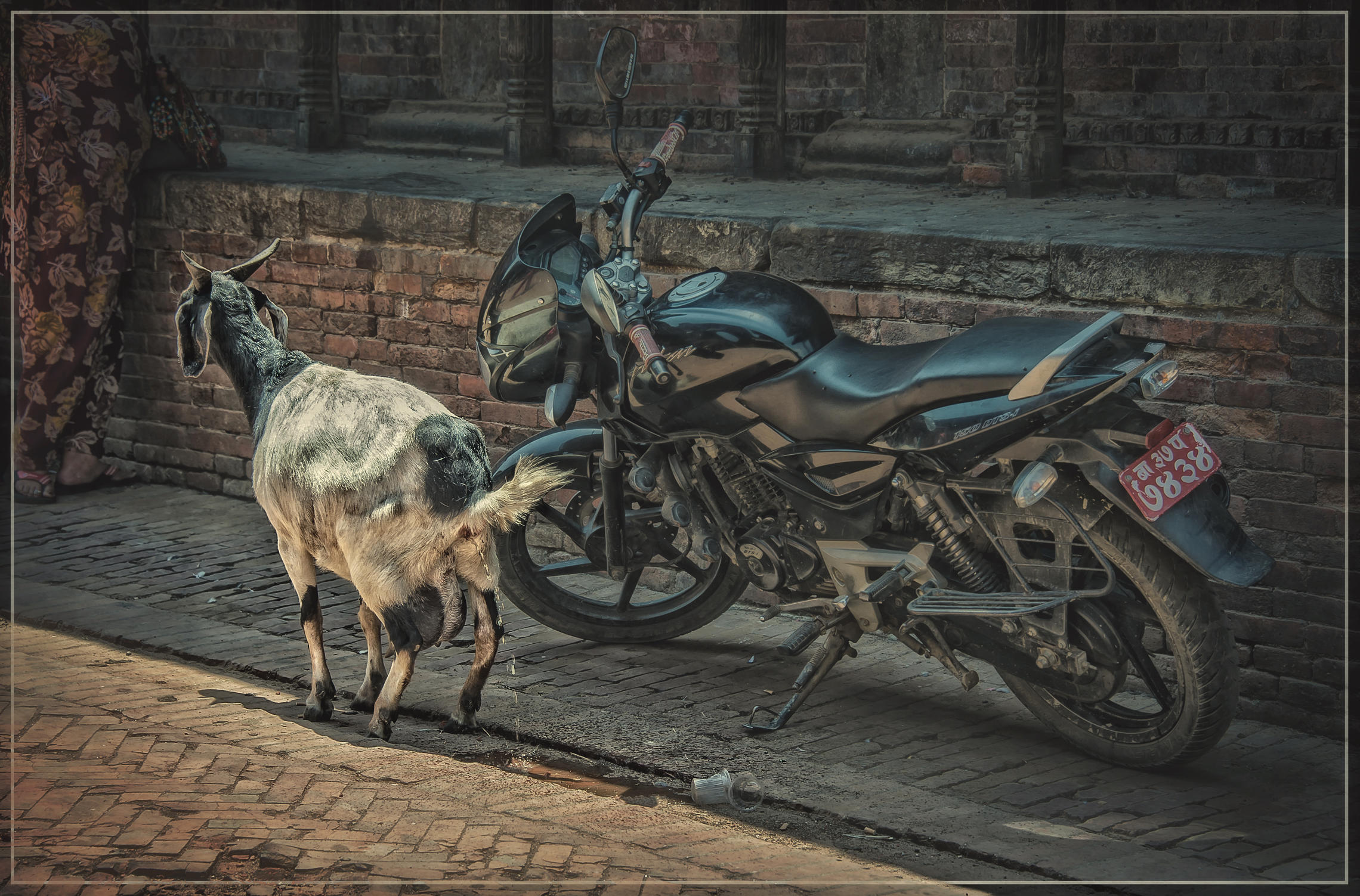 Непальский Козёл&писающий пес