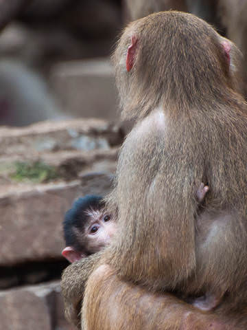  	maman