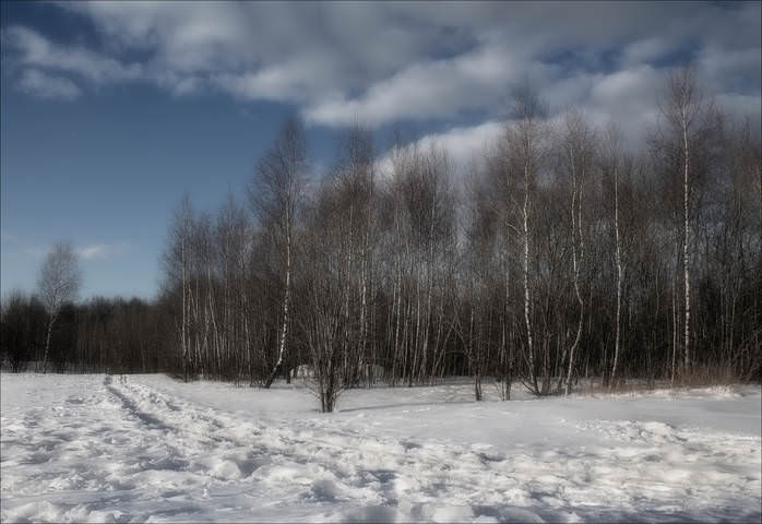 Январские берёзки