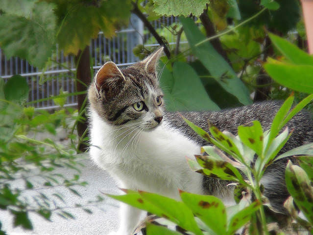 Котёнок