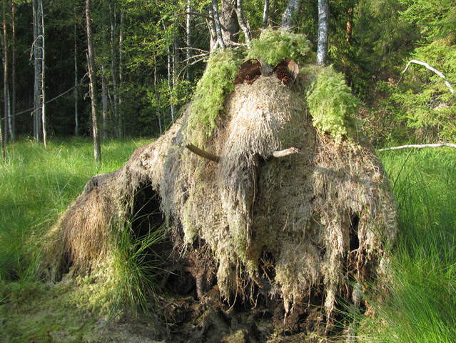 Мамонтёнок.