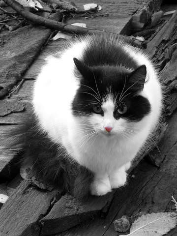 Кошка.
