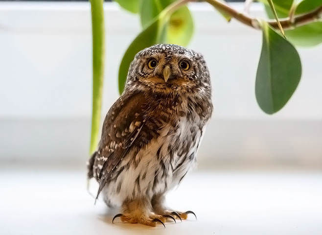 Профессор.(Воробьиный Сычик)