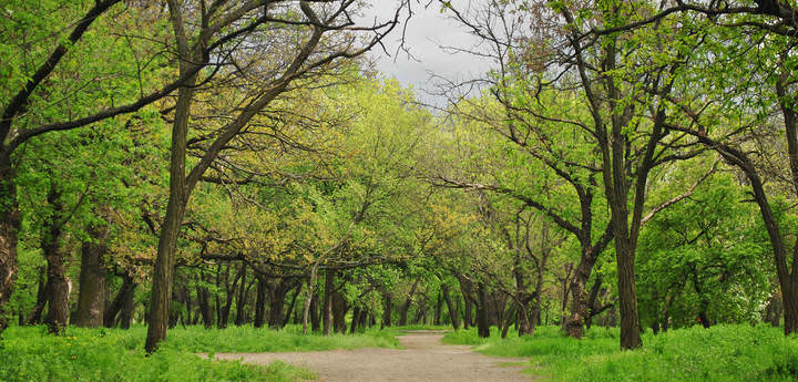 Парк