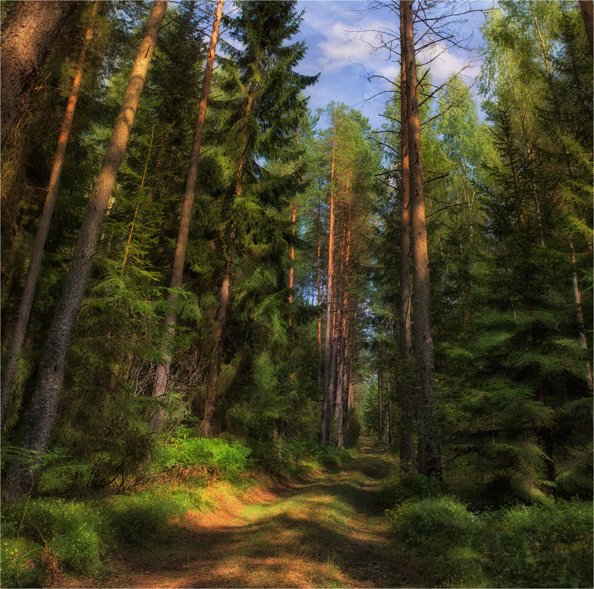 Белорусский Сосновый лес