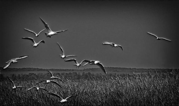 _DSC9534