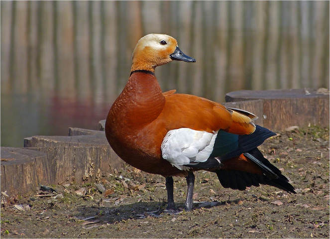 огарь