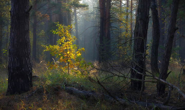 осенний акцент