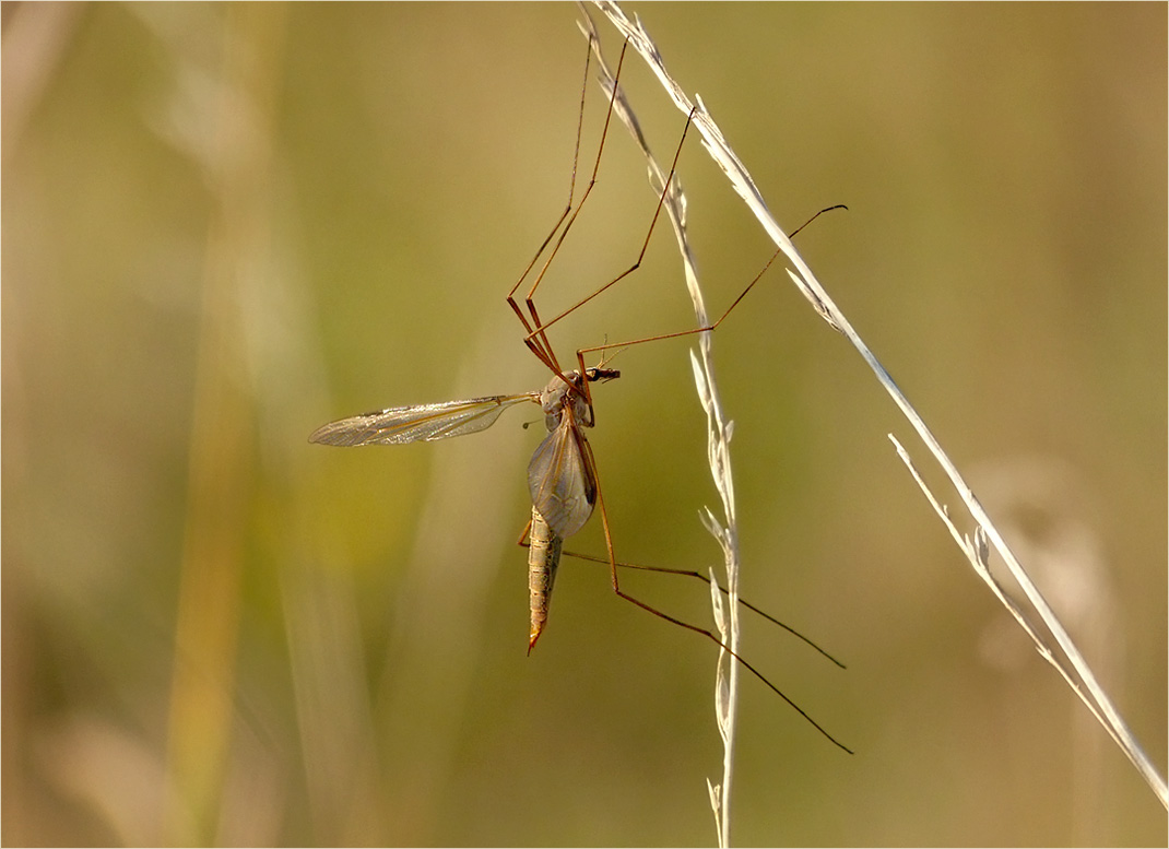 Комар самец. Малярийный комар долгоножка. Жук долгоножка. Малярийный комар долгоножка самец. Комар долгоножка комар.