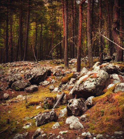 В каменном лесу