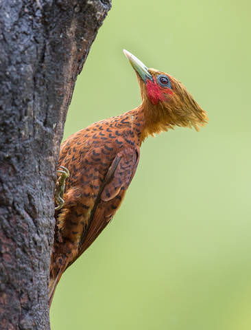 Woody Woodpecker