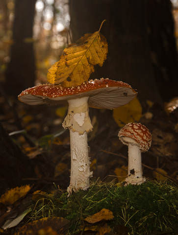 _DSC0205