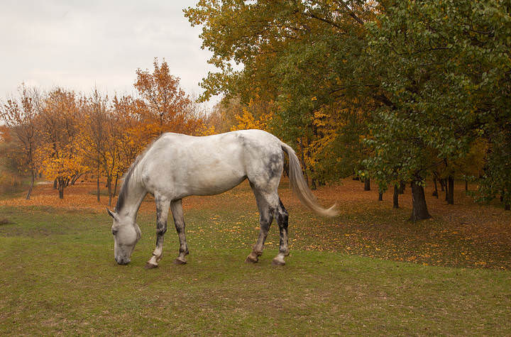 Осень