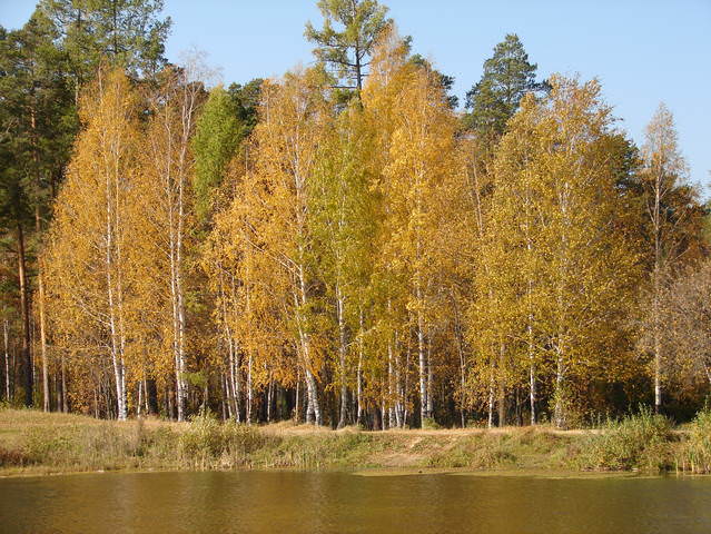 Золотистая осень...