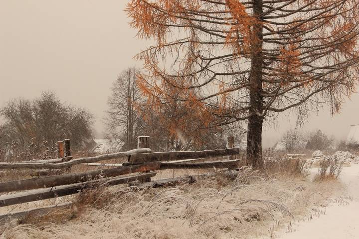 Последние листья(2)